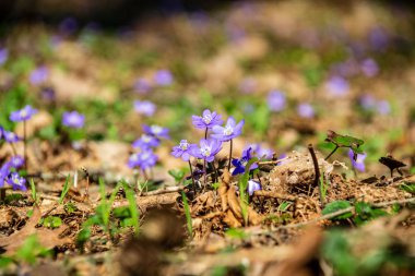 eski yaprakları ile boş zeminüzerinde bahar ormanda açan ilk mavi çiçekler