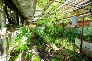 yeşil yaz çalılar eski terk edilmiş çiftlik evi iç