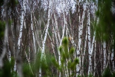 hatta ışık ağaç gövdeleri ile karanlık orman. yeşil orman yatağı