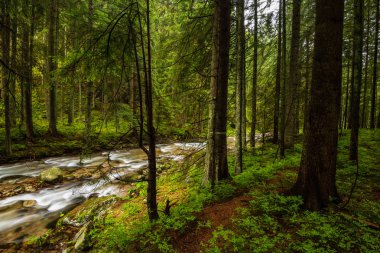 hatta ışık ağaç gövdeleri ile karanlık orman. yeşil orman yatağı