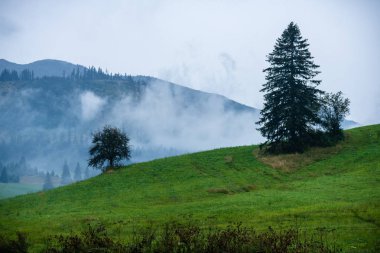 mavi gökyüzü altında ıslak yaz aylarında çim desenli taze yeşil çayır alanları