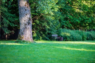 mavi gökyüzü altında ıslak yaz aylarında çim desenli taze yeşil çayır alanları