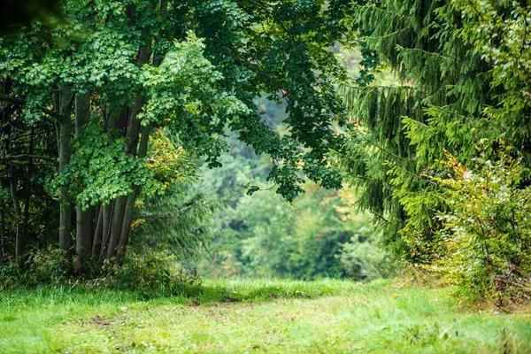 Свежий Зеленый Луг Поля Рисунком Травы Влажное Лето Голубым Небом — стоковое фото