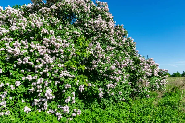 Lila Struiken Bloeien Het Voorjaar Groene Weide — Stockfoto