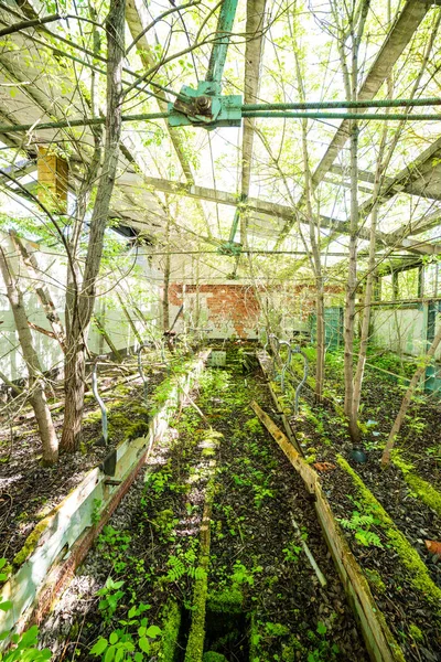 Ancienne Ferme Abandonnée Intérieur Dans Les Buissons Verts Été — Photo