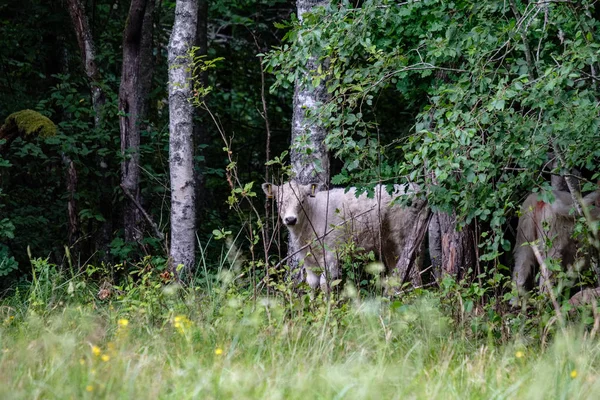 Домашняя Корова Зеленом Пастбище Скот Лугу — стоковое фото