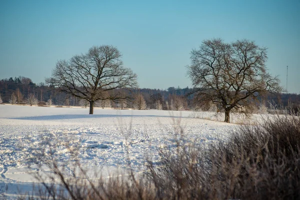 Заснеженные Поля Зимней Местности Голубые Облака Разбитыми Облаками — стоковое фото