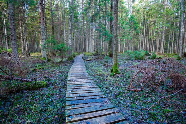 Donker Bos Met Boomstammen Even Licht Green Forest Bed — Stockfoto