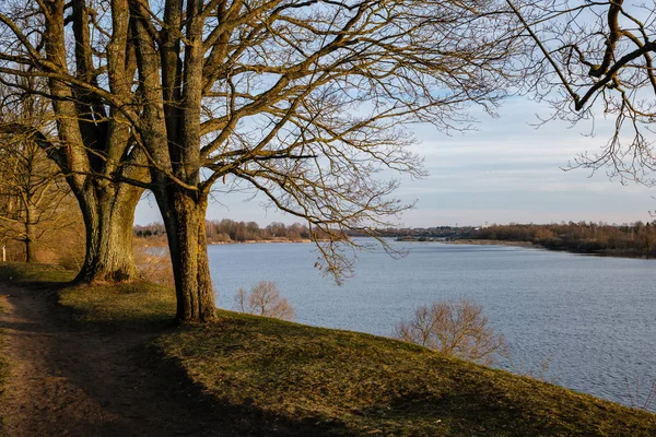 Grote Naakte Boomstammen Spring Park Met Geen Bladeren Zonnige Dag — Stockfoto