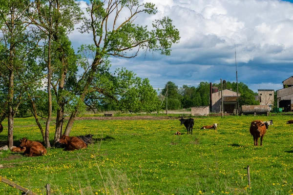 Domestic Cow Green Pasture Cattle Meadow — Stock Photo, Image