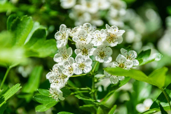 緑の草原で春に咲くライラックの茂み — ストック写真