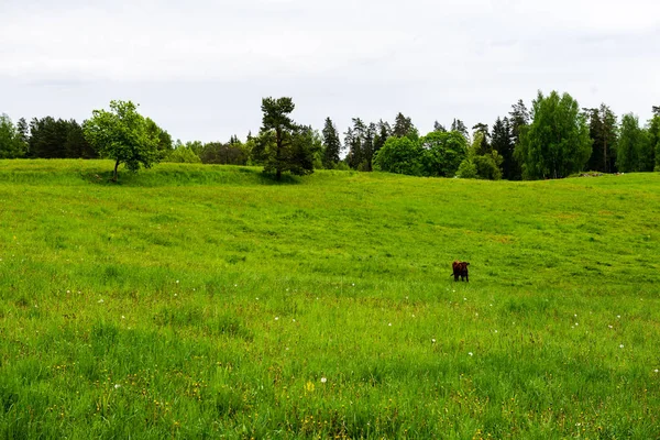 Hauskuh Auf Der Grünen Weide Rinder Auf Der Weide — Stockfoto