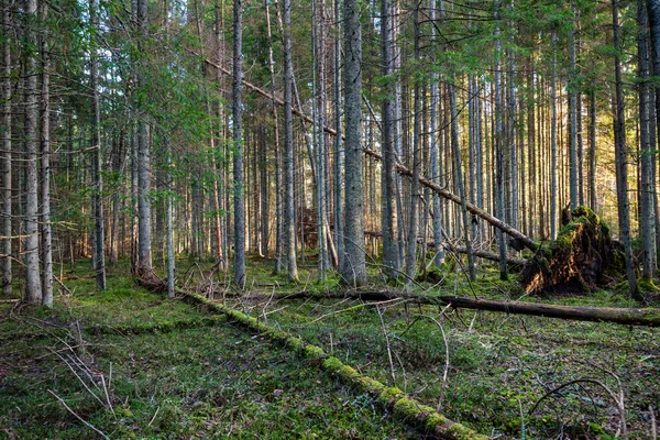 Ciemny Las Pni Drzew Równomiernym Świetle Zielony Las Łóżko — Zdjęcie stockowe