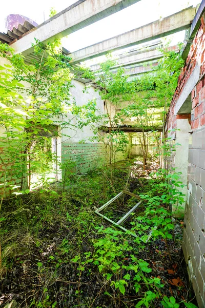 Oude Verlaten Boerderij Interieur Groene Zomer Struiken — Stockfoto