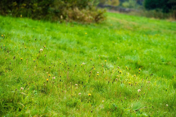 Свежий Зеленый Луг Поля Рисунком Травы Влажное Лето Голубым Небом — стоковое фото