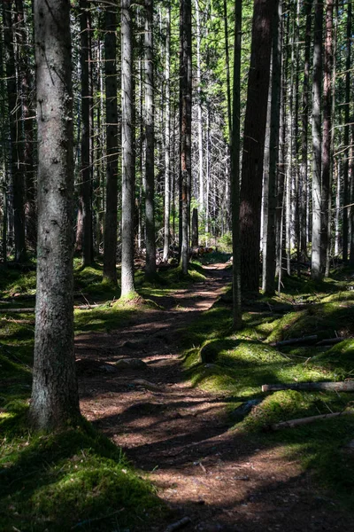 Bosque Oscuro Con Troncos Árboles Luz Uniforme Cama Bosque Verde —  Fotos de Stock