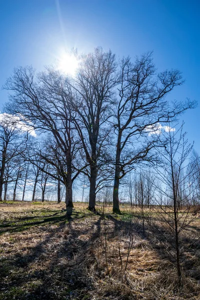 Large Naked Tree Trunks Spring Park Leaves Sunny Day — Stock Photo, Image