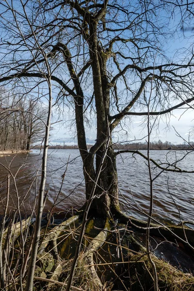 Grote Naakte Boomstammen Spring Park Met Geen Bladeren Zonnige Dag — Stockfoto