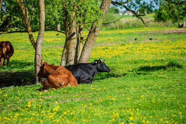 Vaca Doméstica Pasto Verde Gado Prado — Fotografia de Stock