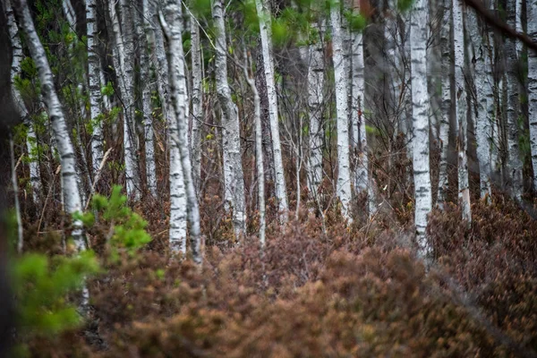 Forêt Sombre Avec Troncs Arbres Dans Une Lumière Uniforme Lit — Photo