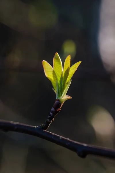 春の木の枝に最初の葉 — ストック写真