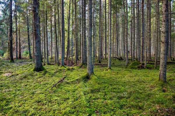 Темный Лес Стволами Деревьев Ровном Свете Зеленое Дно Леса — стоковое фото