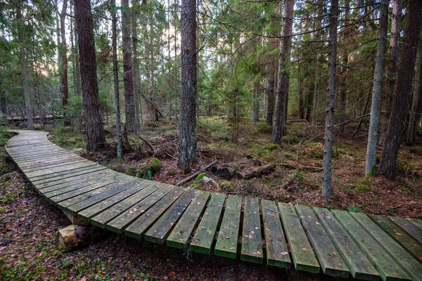 暗い森でも光の中で木の幹 緑の森のベッド — ストック写真