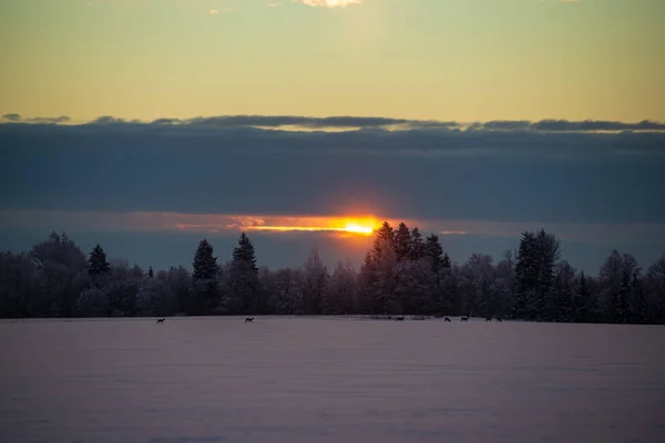 Coucher Soleil Coloré Sur Les Champs Neige Hiver Campagne — Photo