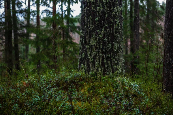 Mörk Skog Med Trädstammar Jämnt Ljus Green Forest Bed — Stockfoto