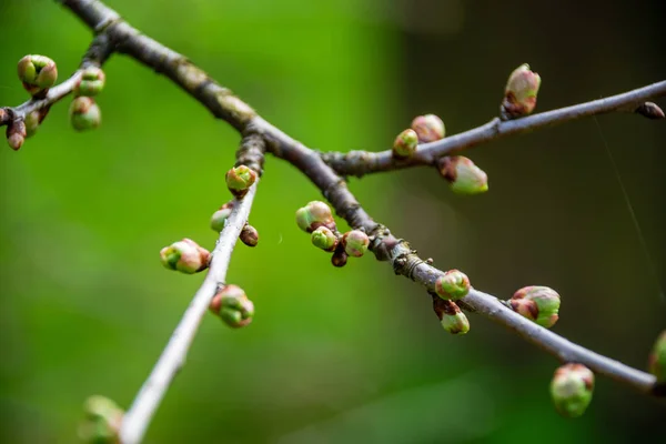 Eerste Bladeren Boomtakken Lente Bloeien — Stockfoto