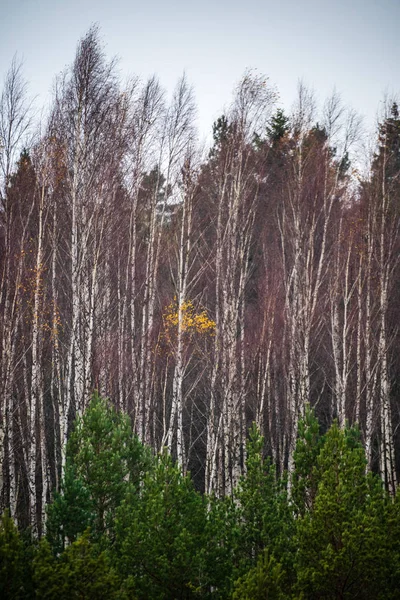 Forêt Sombre Avec Troncs Arbres Dans Une Lumière Uniforme Lit — Photo