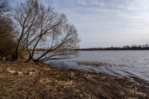 Grote Naakte Boomstammen Spring Park Met Geen Bladeren Zonnige Dag — Stockfoto