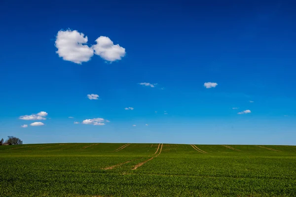 Campos Pradera Verde Frescocon Patrón Hierba Verano Húmedo Bajo Cielo — Foto de Stock