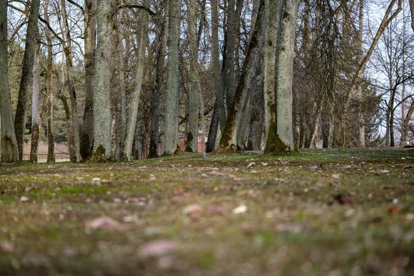 Grandi Tronchi Albero Nudi Nel Parco Primaverile Senza Foglie Nella — Foto Stock