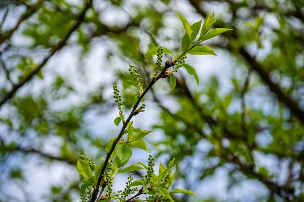 Primeiras Folhas Galhos Árvore Primavera Florescendo — Fotografia de Stock