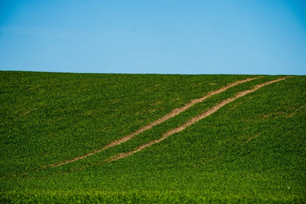 Fresh Green Meadow Fieldswith Grass Pattern Wet Summer Blue Sky — Stock Photo, Image