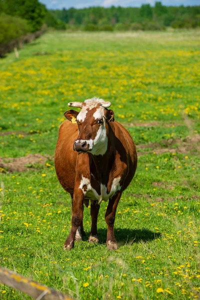 Vaca Doméstica Pastos Verdes Ganado Prado — Foto de Stock