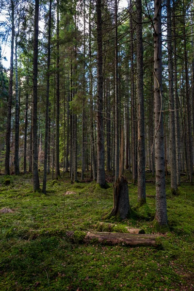 Foresta Scura Con Tronchi Albero Luce Uniforme Letto Foresta Verde — Foto Stock