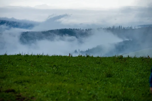 Verse Groene Weide Fieldsmet Gras Patroon Natte Zomer Onder Blauwe — Stockfoto