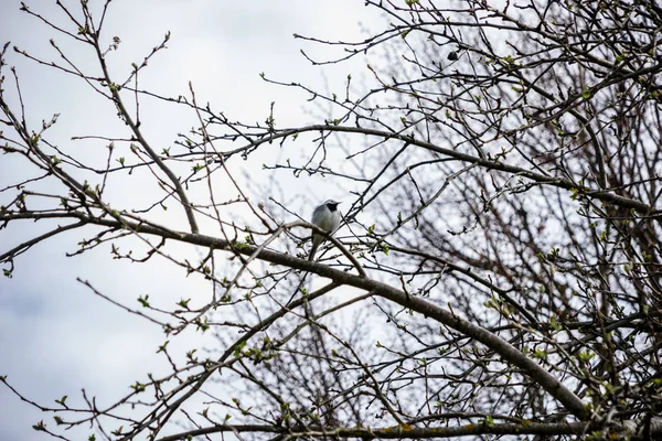 Premières Feuilles Sur Les Branches Des Arbres Printemps Floraison — Photo