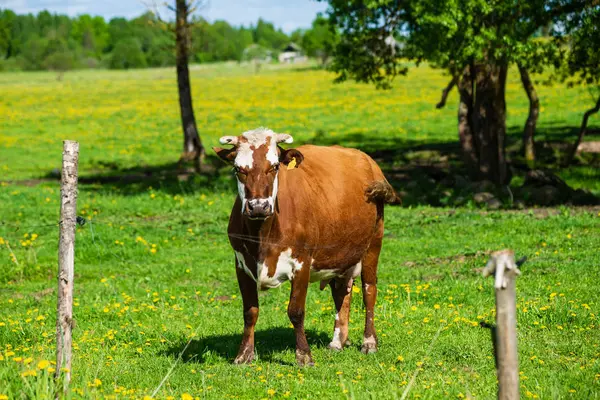 Domestic Cow Green Pasture Cattle Meadow — Stock Photo, Image