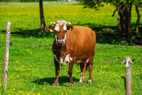 Domestic Cow Green Pasture Cattle Meadow — Stock Photo, Image