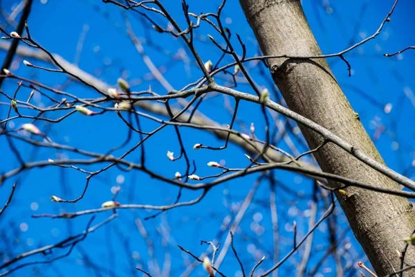 Erste Blätter Auf Ästen Frühling Blühend — Stockfoto