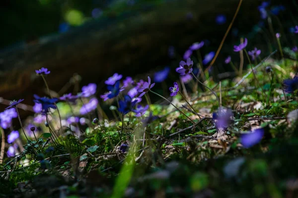古い葉の空き地に春の森に咲く最初の青い花 — ストック写真