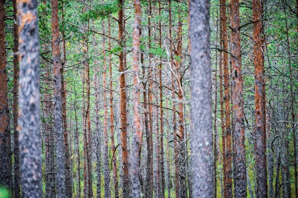 Floresta Escura Com Troncos Árvore Luz Uniforme Cama Floresta Verde — Fotografia de Stock