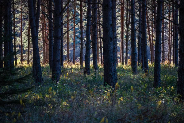 Mörk Skog Med Trädstammar Jämnt Ljus Green Forest Bed — Stockfoto