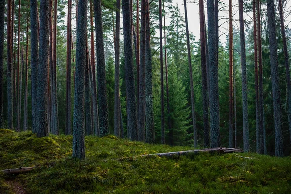 Bosque Oscuro Con Troncos Árboles Luz Uniforme Cama Bosque Verde —  Fotos de Stock