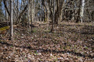 orman bahar kuru ağaç gövdeleri