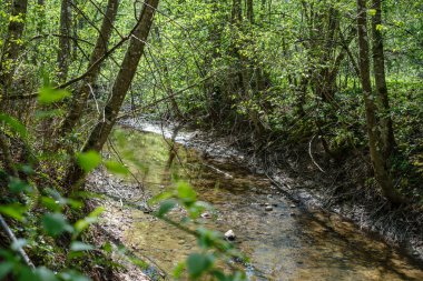 düşük su seviyesi ile ormanda kaya kaplı nehir yatağı