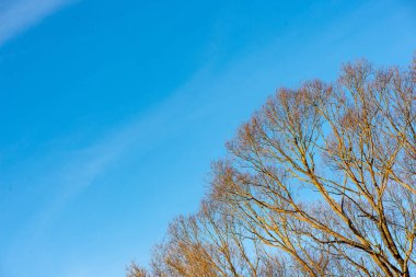 mavi gökyüzü arka plan üzerinde don ile dondurulmuş ağaç dalları